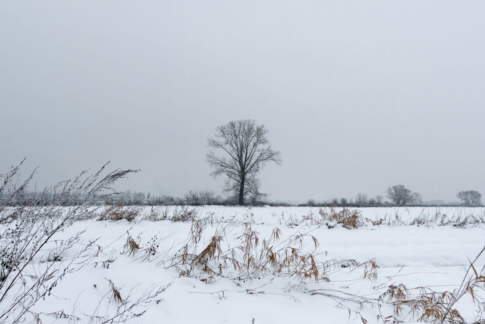 Co jest potrzebne roślinie do życia? 42