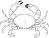 Obrazek do odpowiedzi: a crab