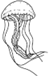 Obrazek do odpowiedzi: a jellyfish