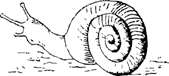Obrazek do odpowiedzi: a snail