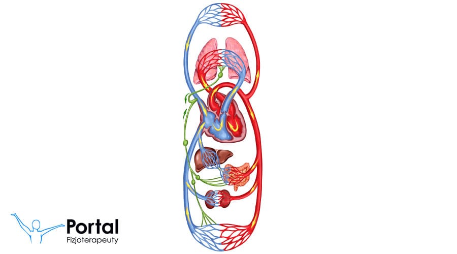 Obrazek do pytania: W którym obiegu krew krąży po całym ciele (z wyjątkiem płuc)?
