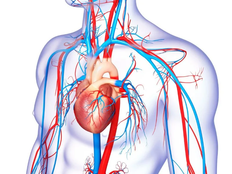 Obrazek do pytania: Dlaczego układ krążenia jest tak ważny dla życia człowieka?