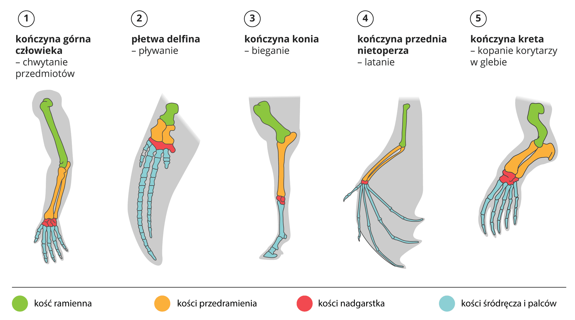 Obrazek do pytania: Co to są narządy homologiczne?